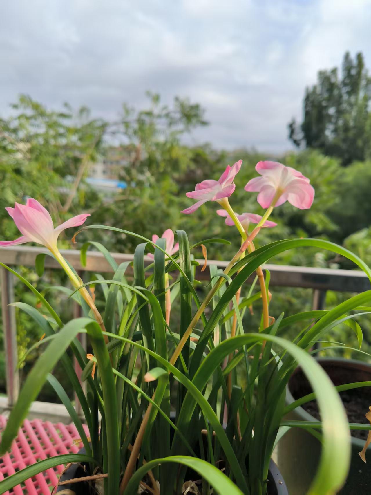 石家庄的雨唤醒了风雨兰 最近石家庄多雨，朋友种在阳台外边的风雨兰连续开花。风雨兰