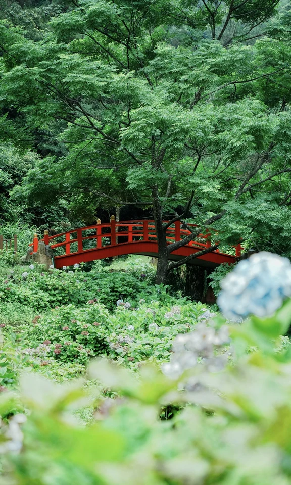 6.27鼓岭绣球花实况｜雨中赏花更浪漫🫧