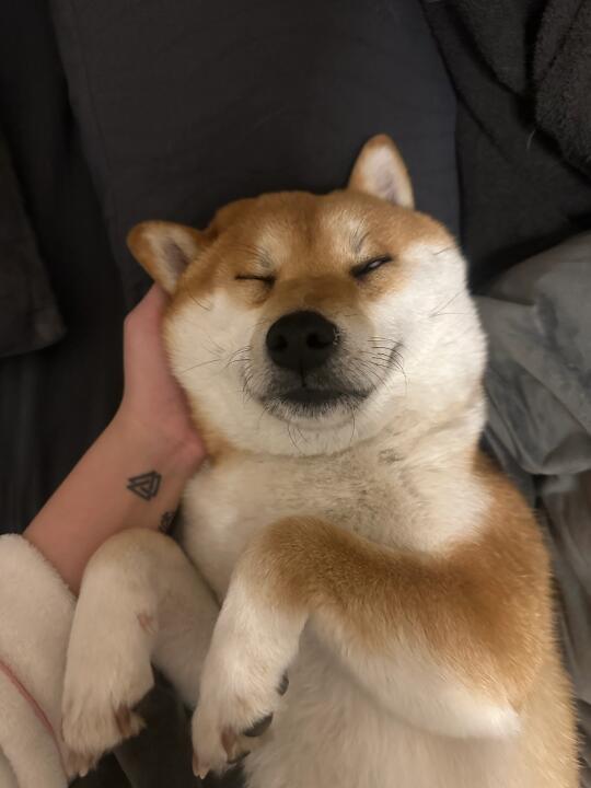 哇达西 柴犬睡觉怎么鬼迷日眼的