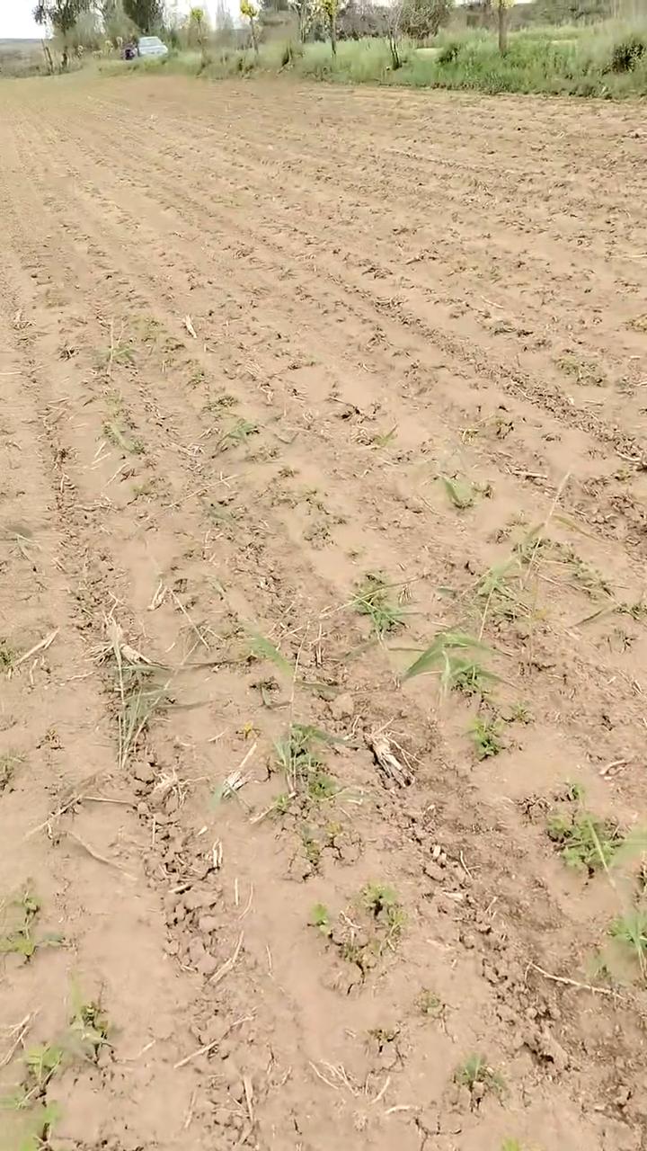 这草比花生都高。