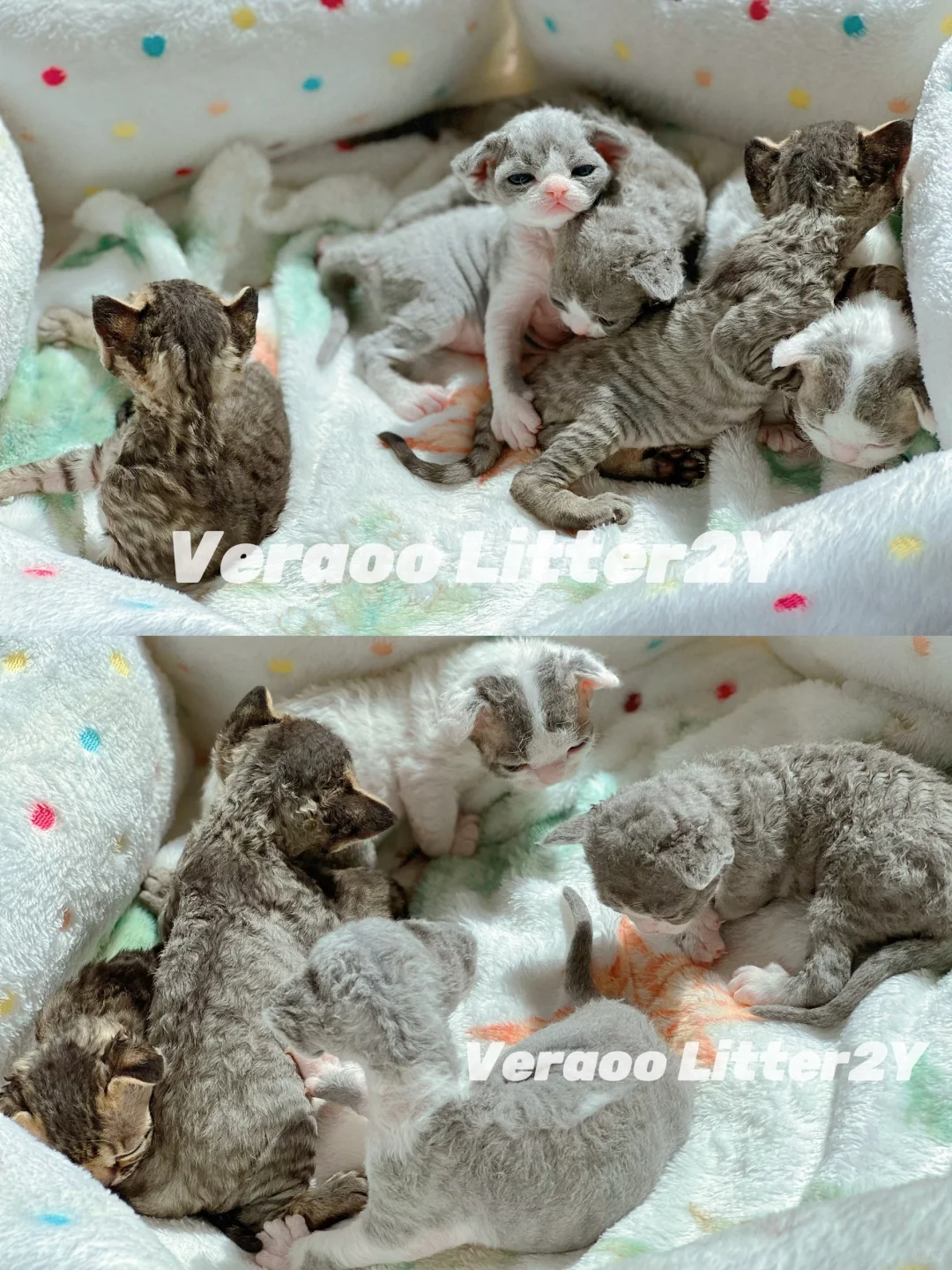 晒小奶卷啦｜德文卷毛猫