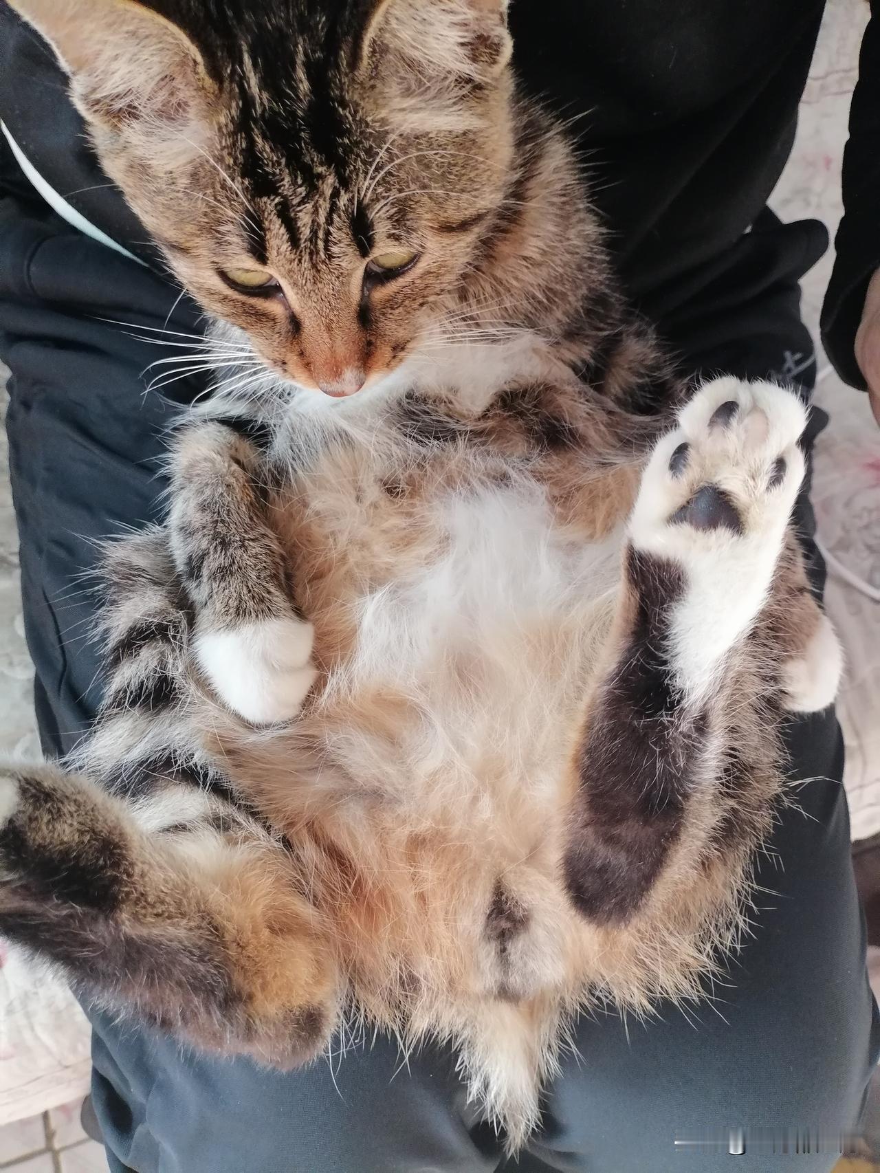 有一种姿势
叫做
四仰八叉
有一种安逸
叫做
我家萌宠