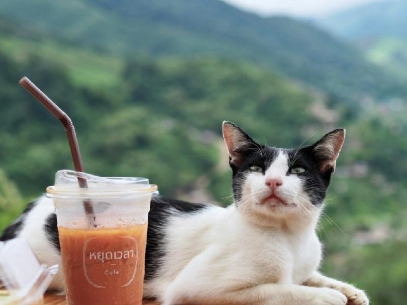 泰国人的爱猫狂热带动了当地的“猫经济”，猫咪咖啡馆数量激增。此外，因爱猫而产生的