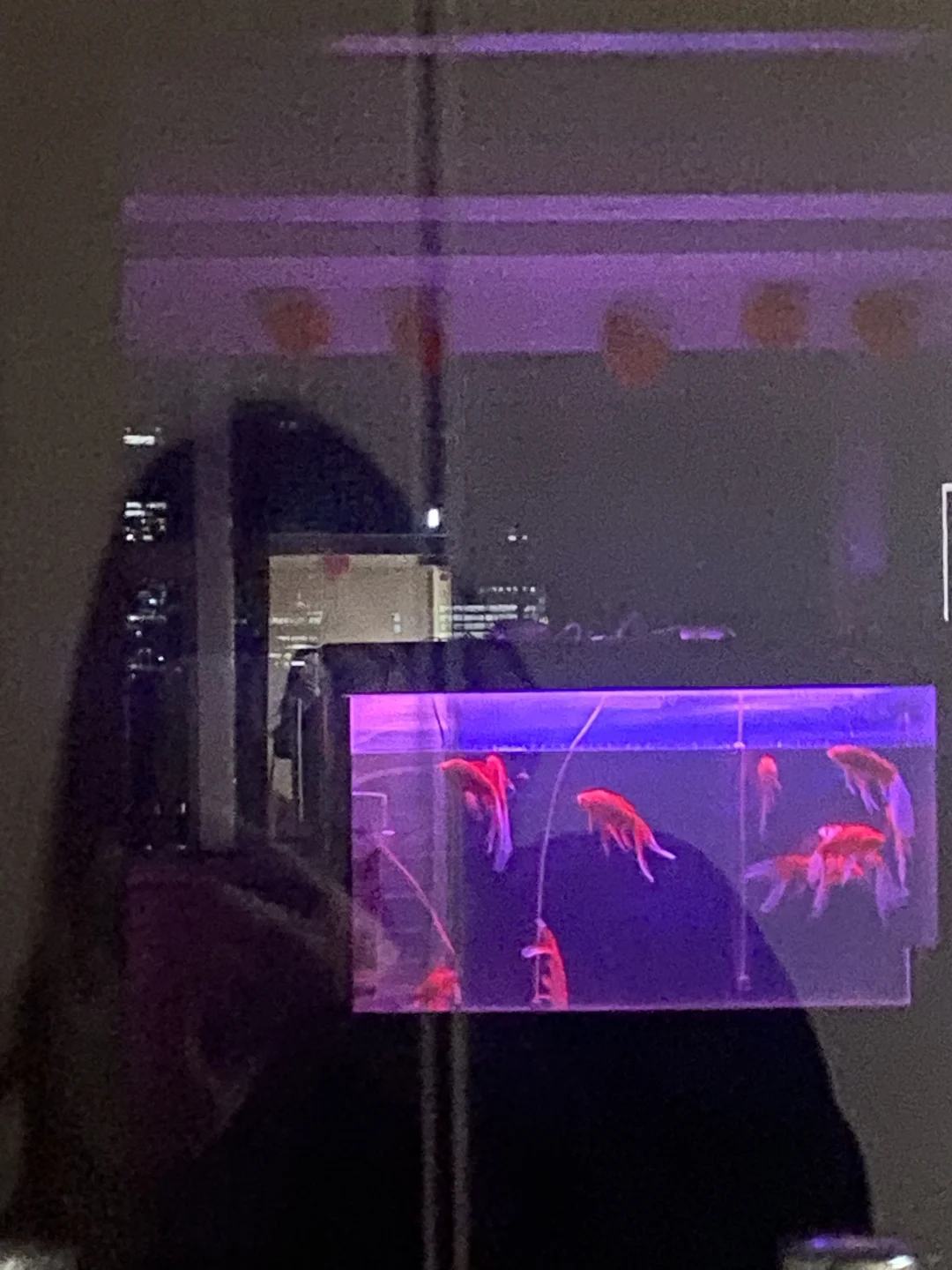 金鱼和cityscape更配哦！