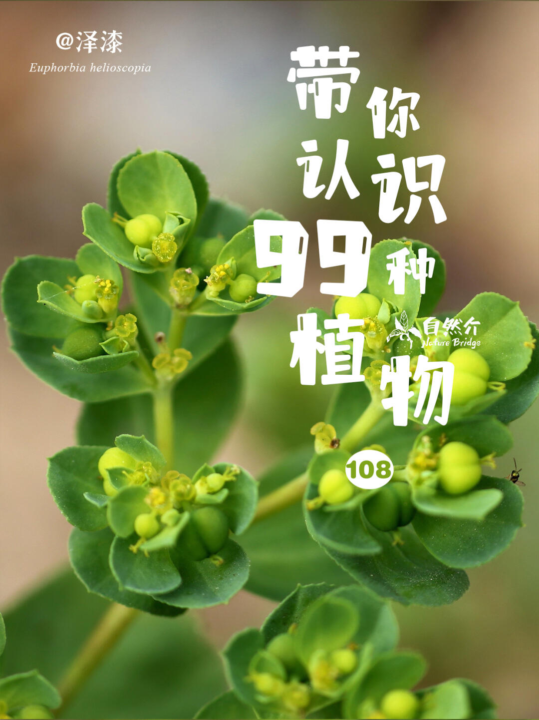 带你认识99种植物