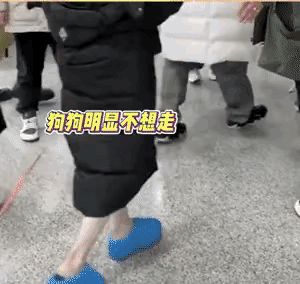 希林娜依高带小狗出行，可能是小狗走累了，不想走了，希林娜依高就将小狗拖行了一段路