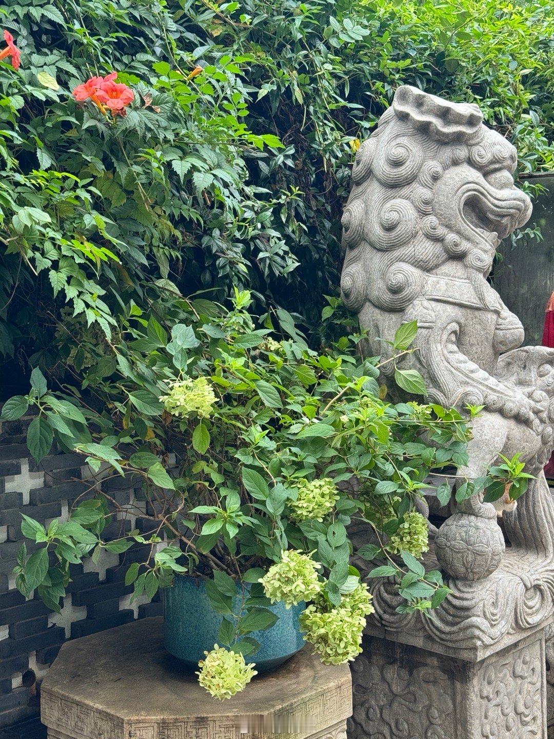 趁着现在人不多今天去买月饼，小猫咪已然成为盆景🪴里的最佳摆件，为什么现在龙华寺
