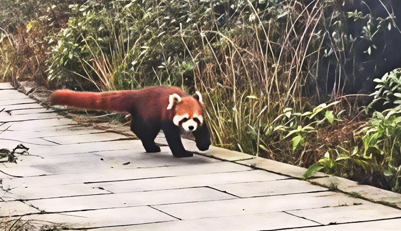 【太萌了！#游客峨眉山万佛顶偶遇小熊猫#，冲镜头露脸后淡定离开】#游客回应峨眉山