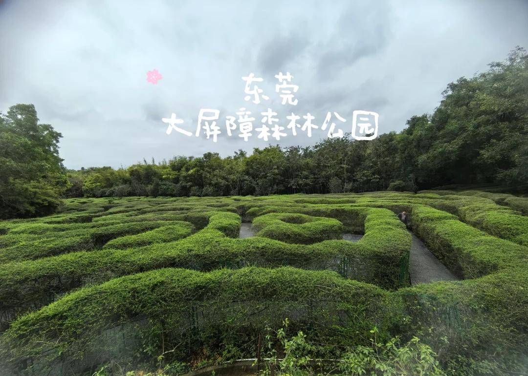 东莞版绿野仙踪，负离子爆表洗肺去🌿
三八节带社区姐妹们逃离城市计划成功🚗
钻