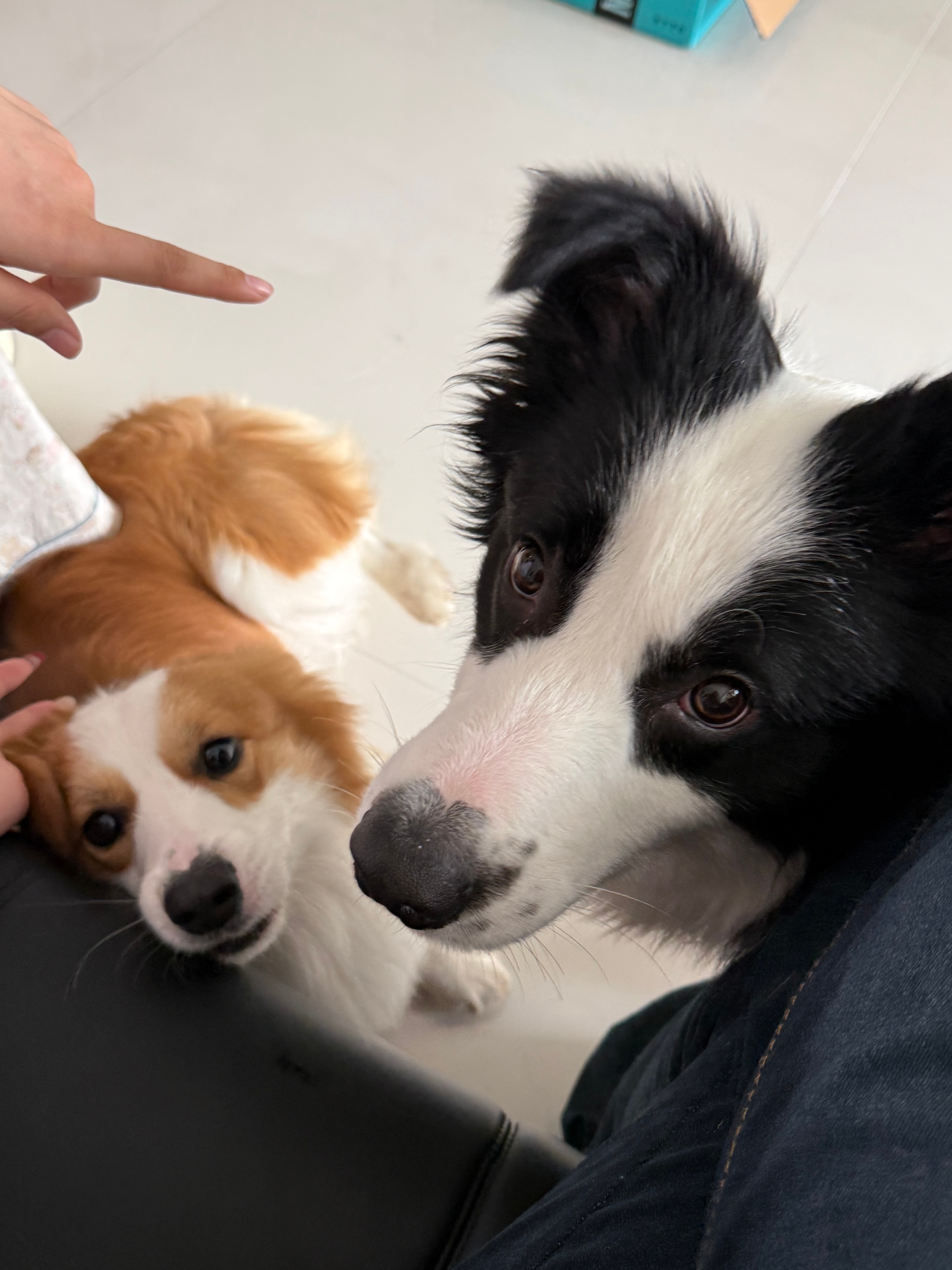 突然觉得其实家里有两个修勾也挺不错的