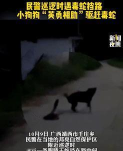 中华田园犬，这届网友喊你“进编制”！老祖宗的狗太牛了！广西民警正在巡逻时，被一条