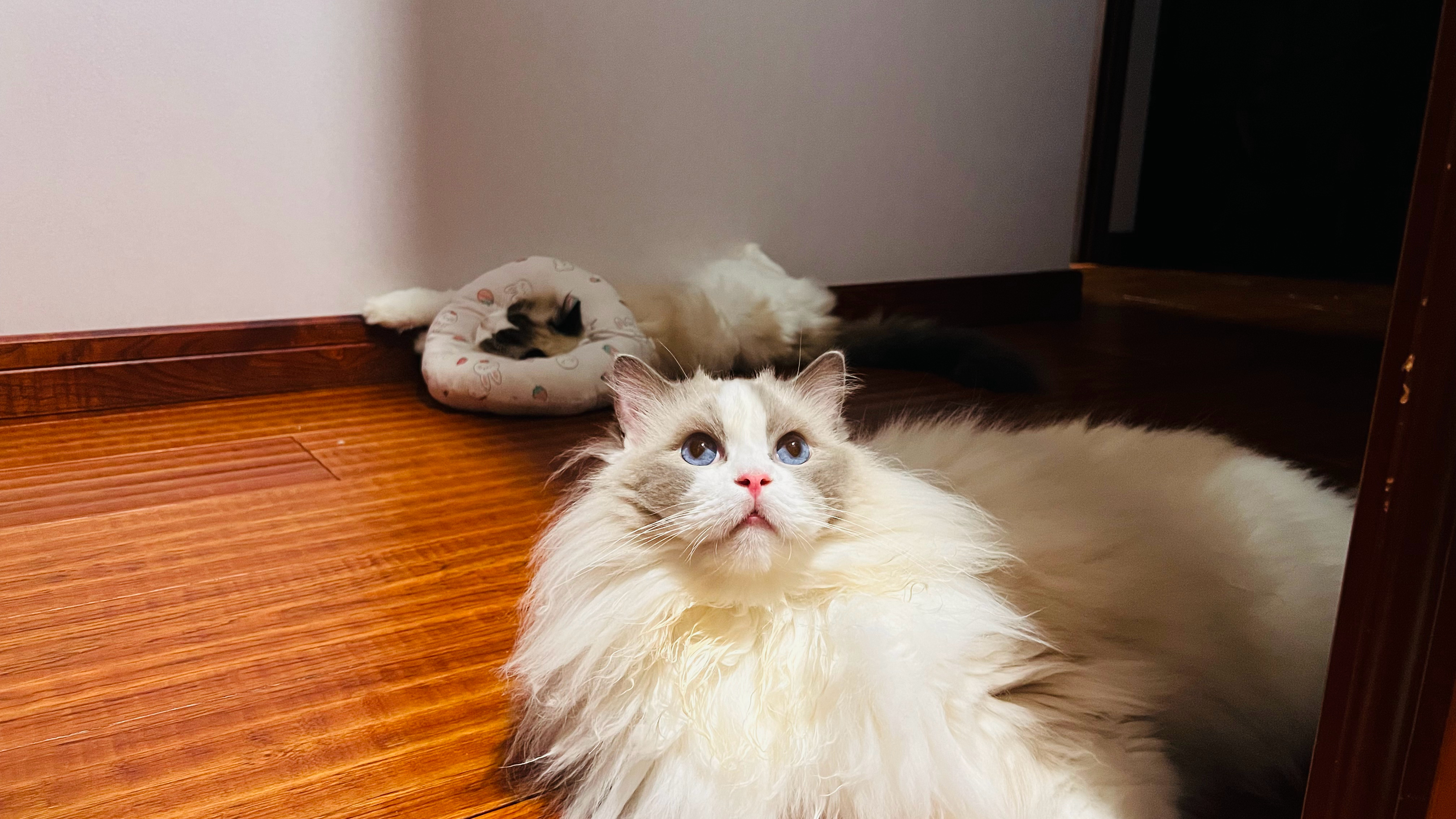 闹闹：陪伴妈咪！说说：zZZ…… 