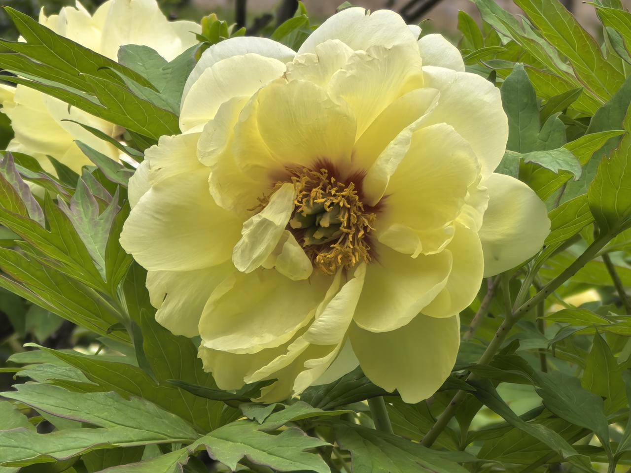 黄牡丹牡丹黄

[玫瑰][心][玫瑰]

今天看到“黄牡丹牡丹黄”这句话，瞬间就