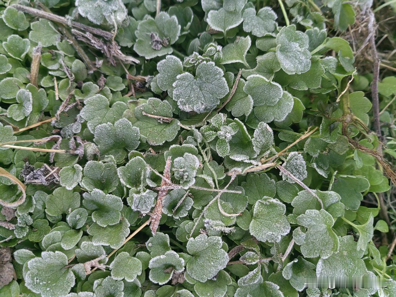 霜降后的四叶草，晶莹剔透，美不胜收！