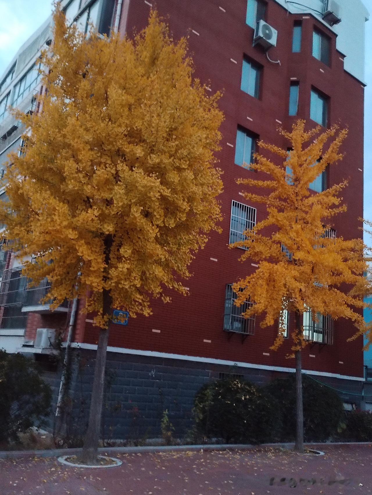 秋天的小区一角小区深秋风景 本小区美景