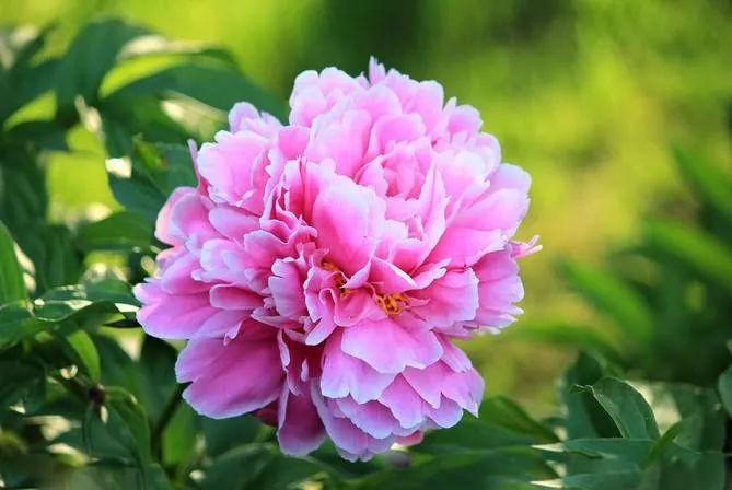 惊悉此季（4月下旬～5月上旬）正是芍药花盛开的季节，北京哪里的芍药花好看吗？
根