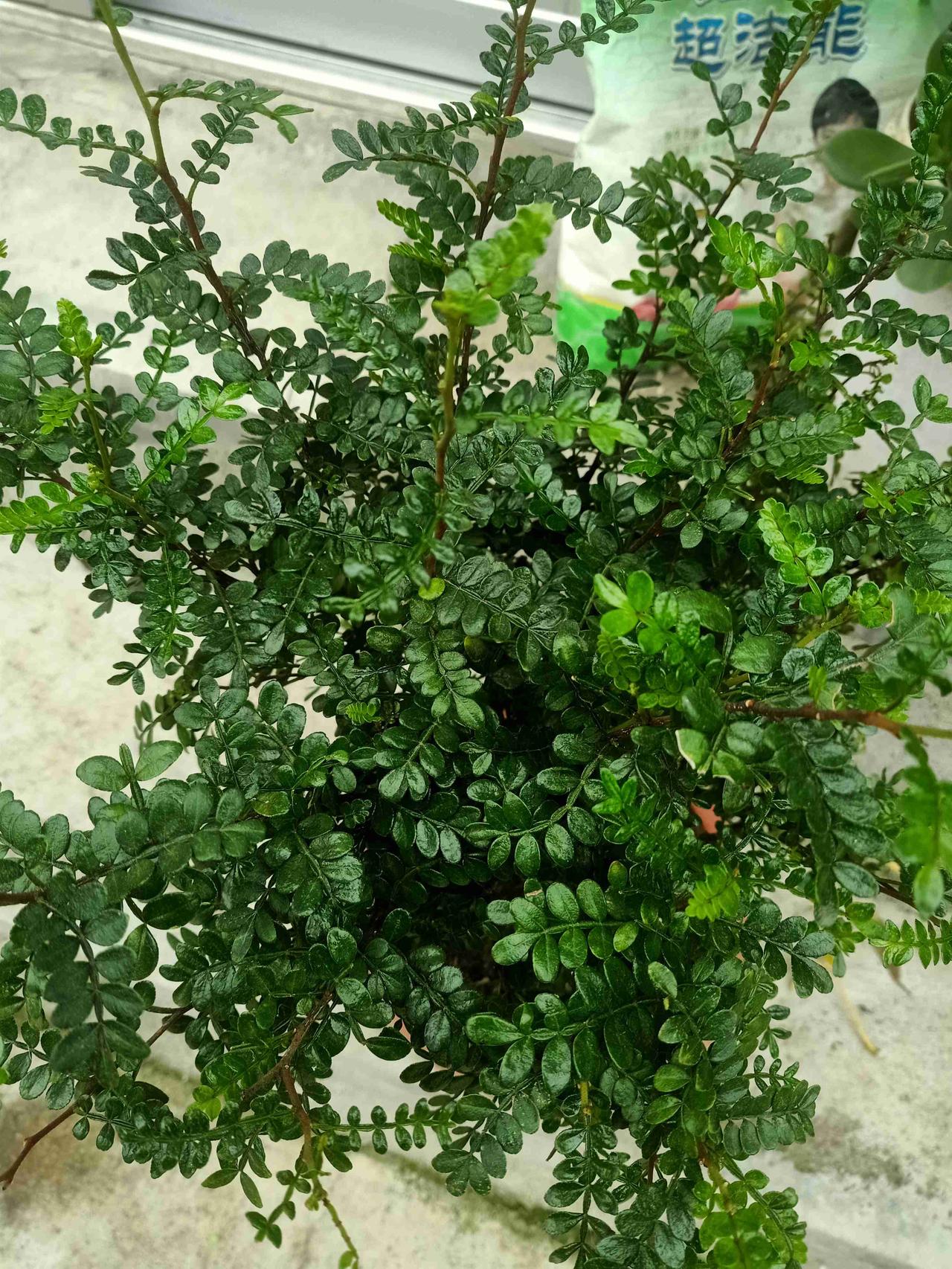 我的今日状态：🏝️旅行度假
我这里的天气：🍂微风