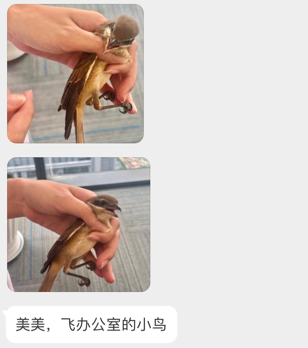 飞办公室的【红尾伯劳】它可不好惹🙊 一口咬掉一段肉快打开窗户撵走它！ ​​​