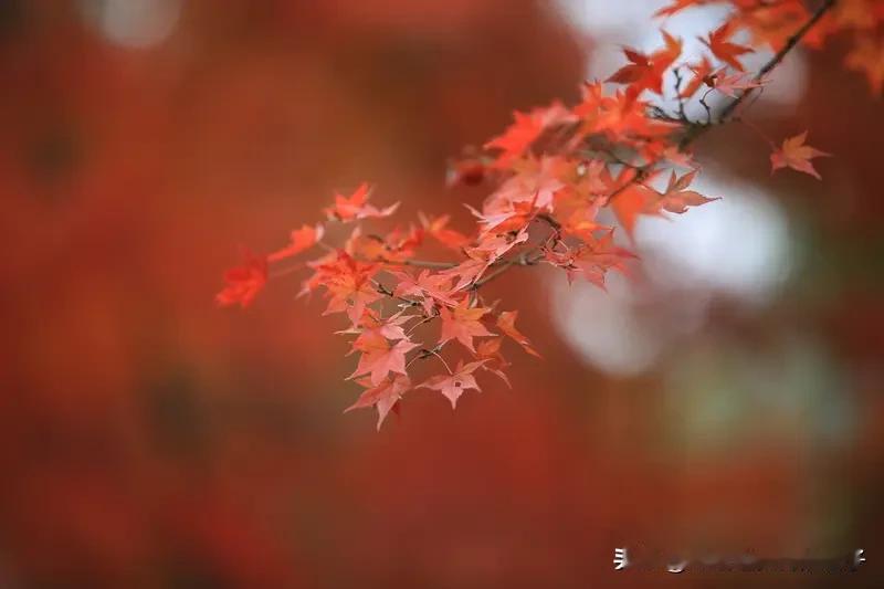 看到“不知飘泊秋风急”，我觉得“但感羁愁暮雨寒”能与之相配。“不知”对“但感”，