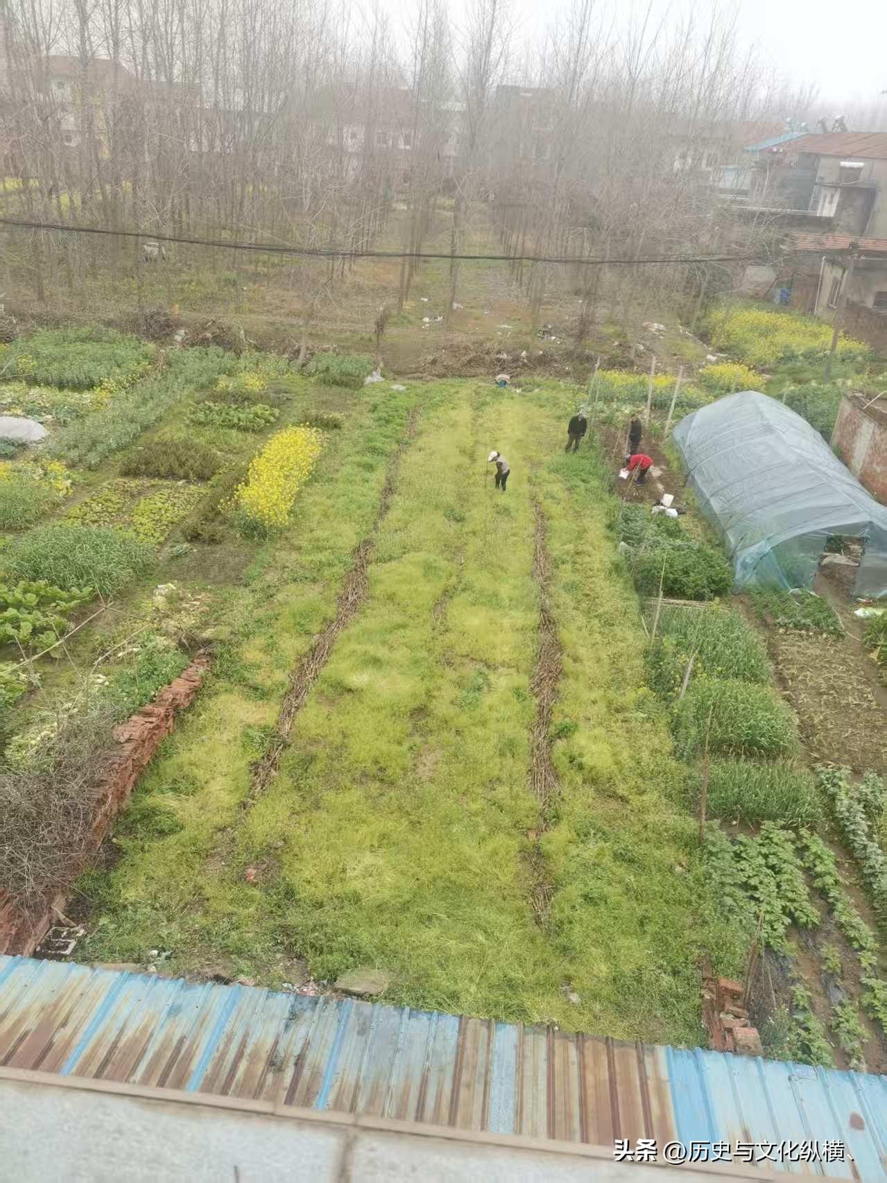 我家后院的菜地没有荒芜，大叔大婶在播种。不知道种什么，好像是玉米。