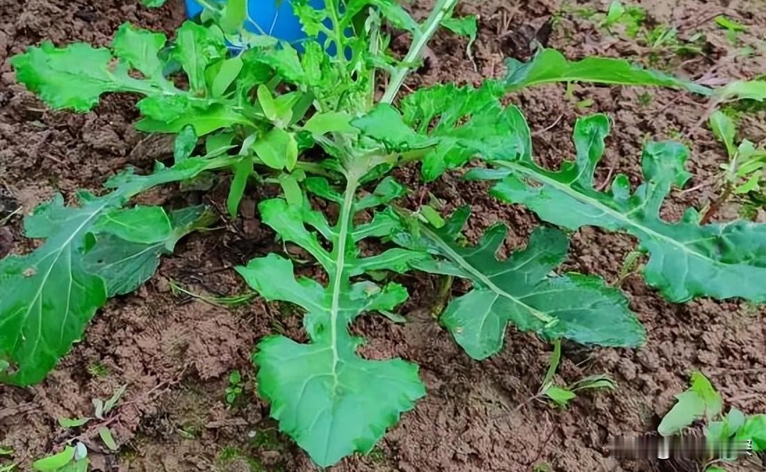 农村680元一斤抗癌植物你认识吗看到这个植物，真的意想不到原来抗癌的植物，随时随