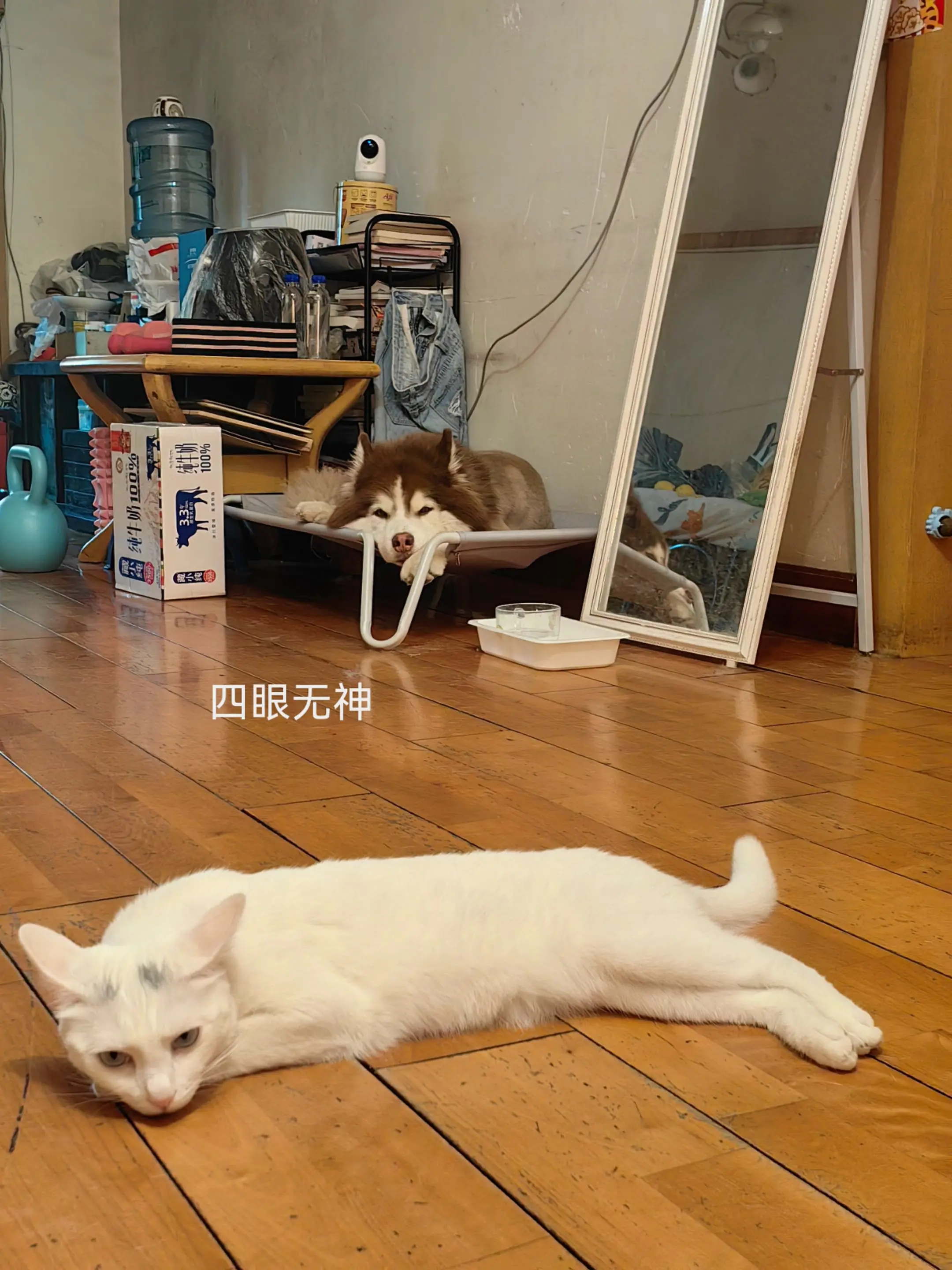 当你说一句：走，出门！你的宠物be like……