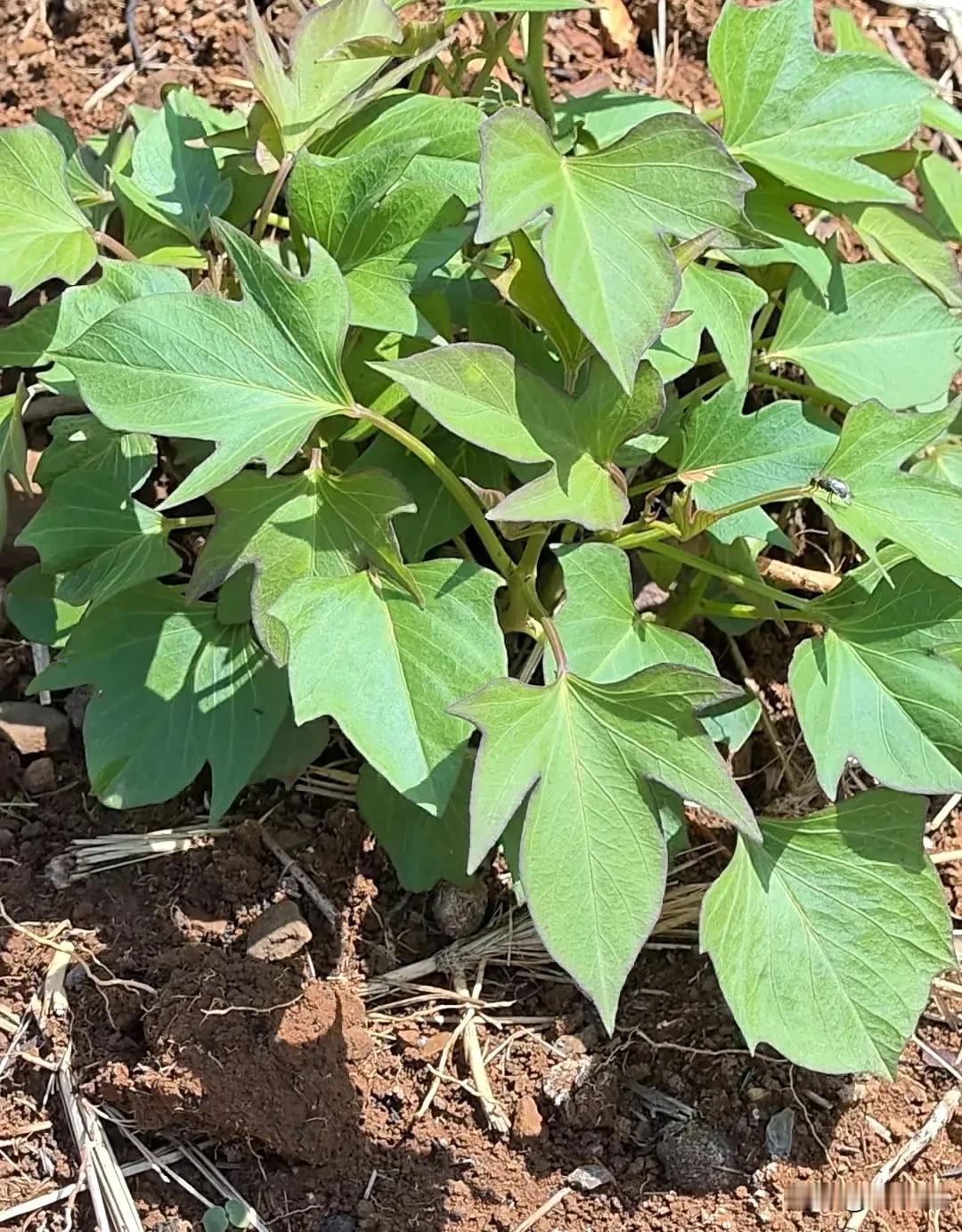 今天，关于“小菜园”的话题，与AI一起互动赛诗。你喜欢哪一款？

田园一抹绿
