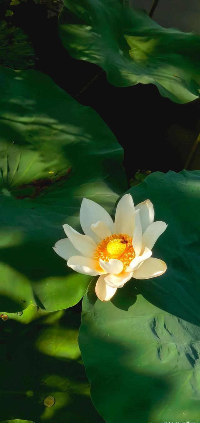 一位统计学家令人惊醒的话:
人的寿命概率:
活到50岁的概率是92%;
活到60