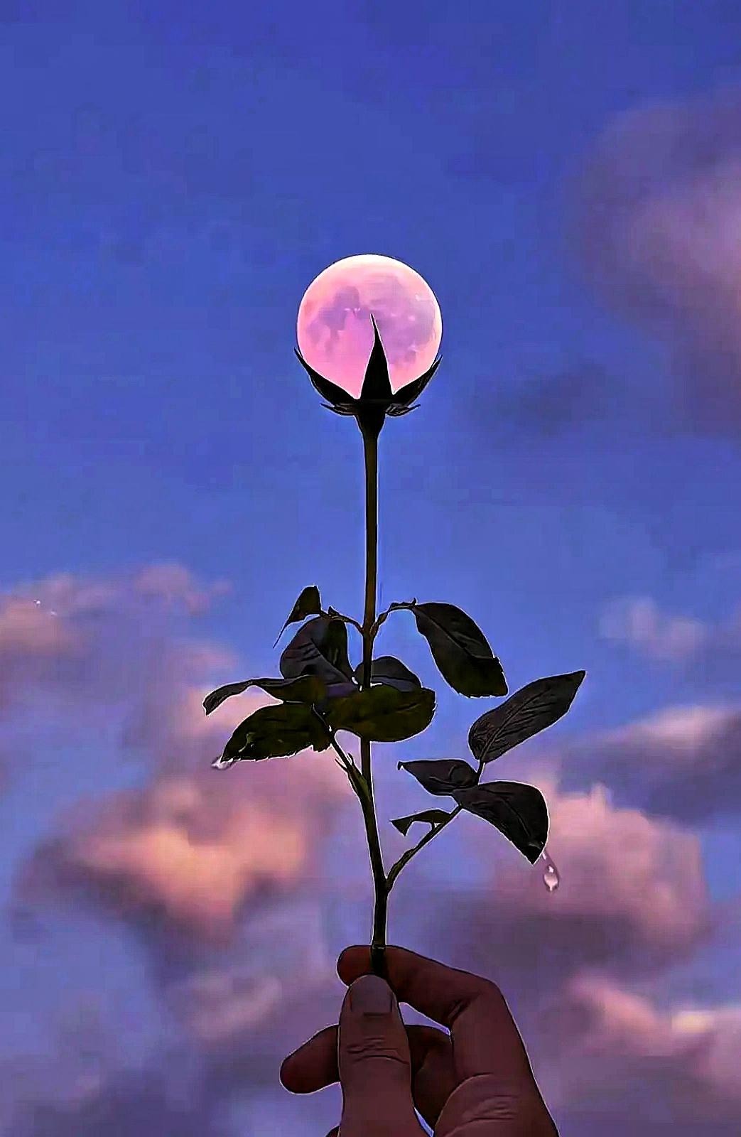 腊月十三月夜
半窗冷月映床前，
风摇干树枝阑珊，
年关将至清平夜，   
叹息劳