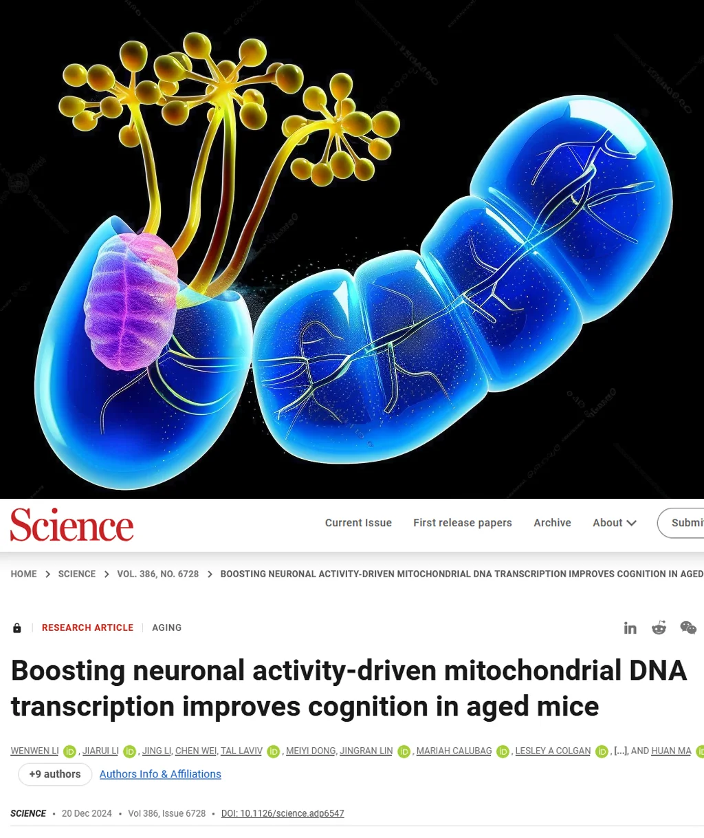 Science重磅-逆转时光让大脑重返青春线粒体