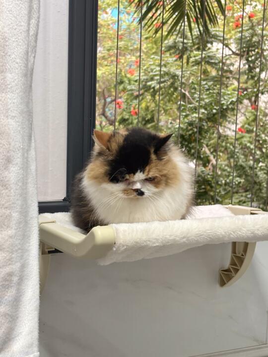 小猫很生气怎么办，在线等，急！