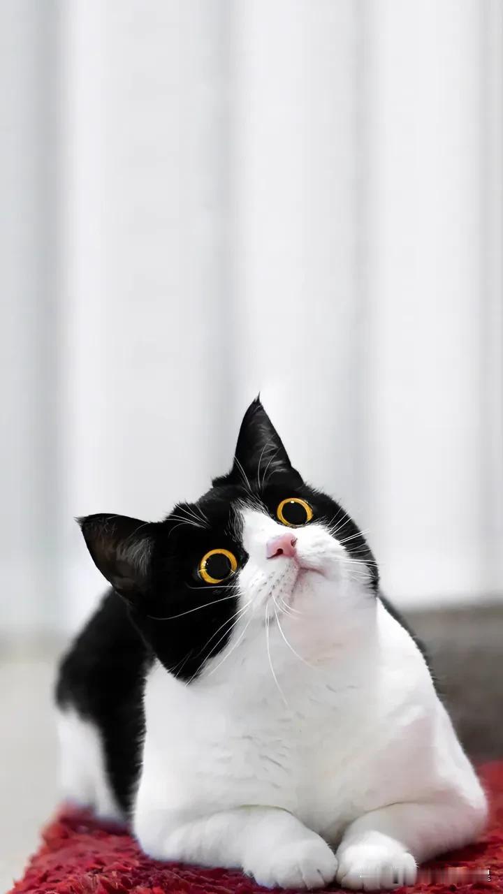 在老人的国度，黑猫是一种不吉祥的动物，然而老人却收养了它。谁料刚收养了它，老人的
