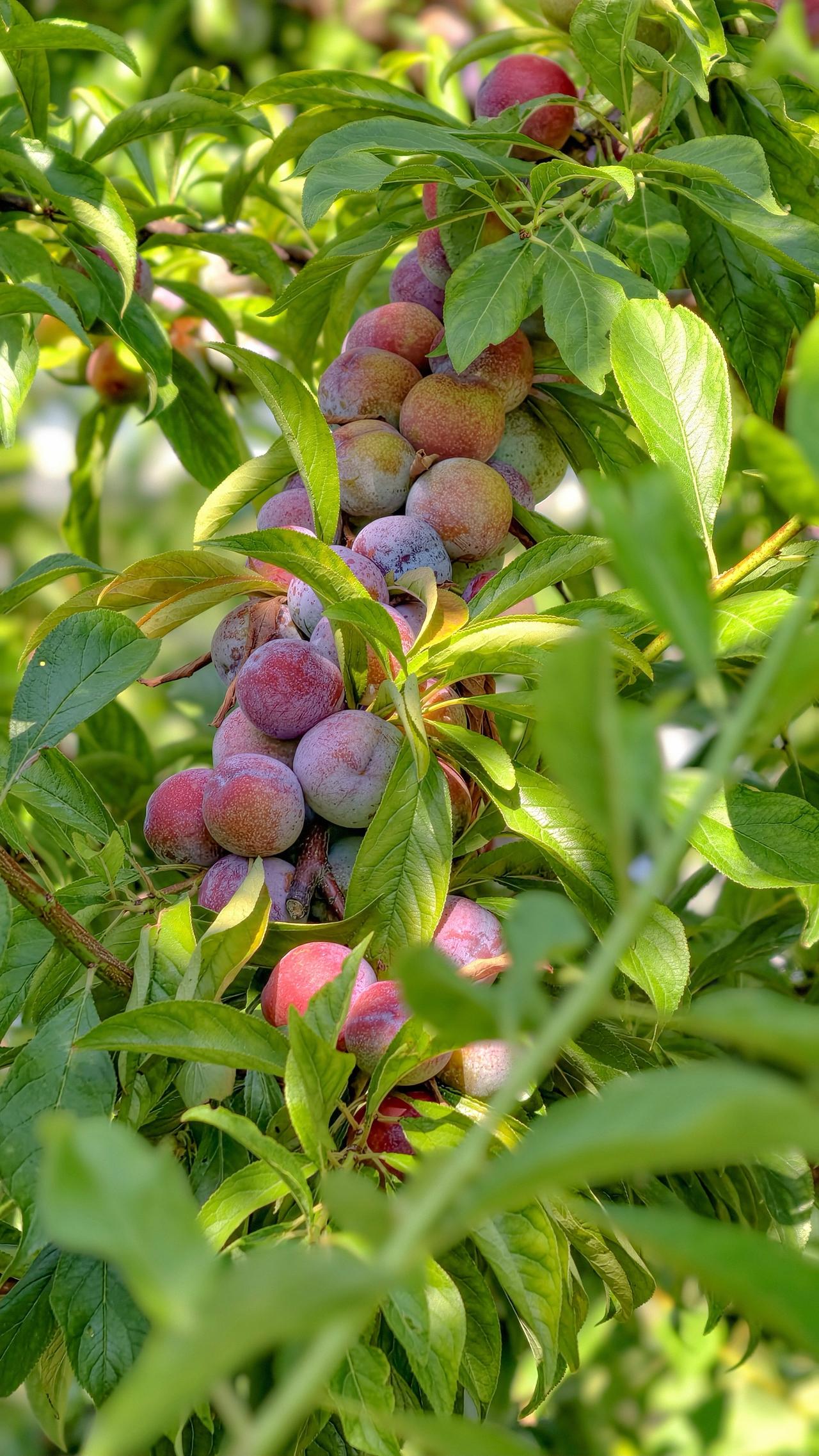 儿时的夏日从不止蝉鸣。
是一望无垠的稻田，屋前屋后沉甸甸的桃李，荷塘里静静盛放的