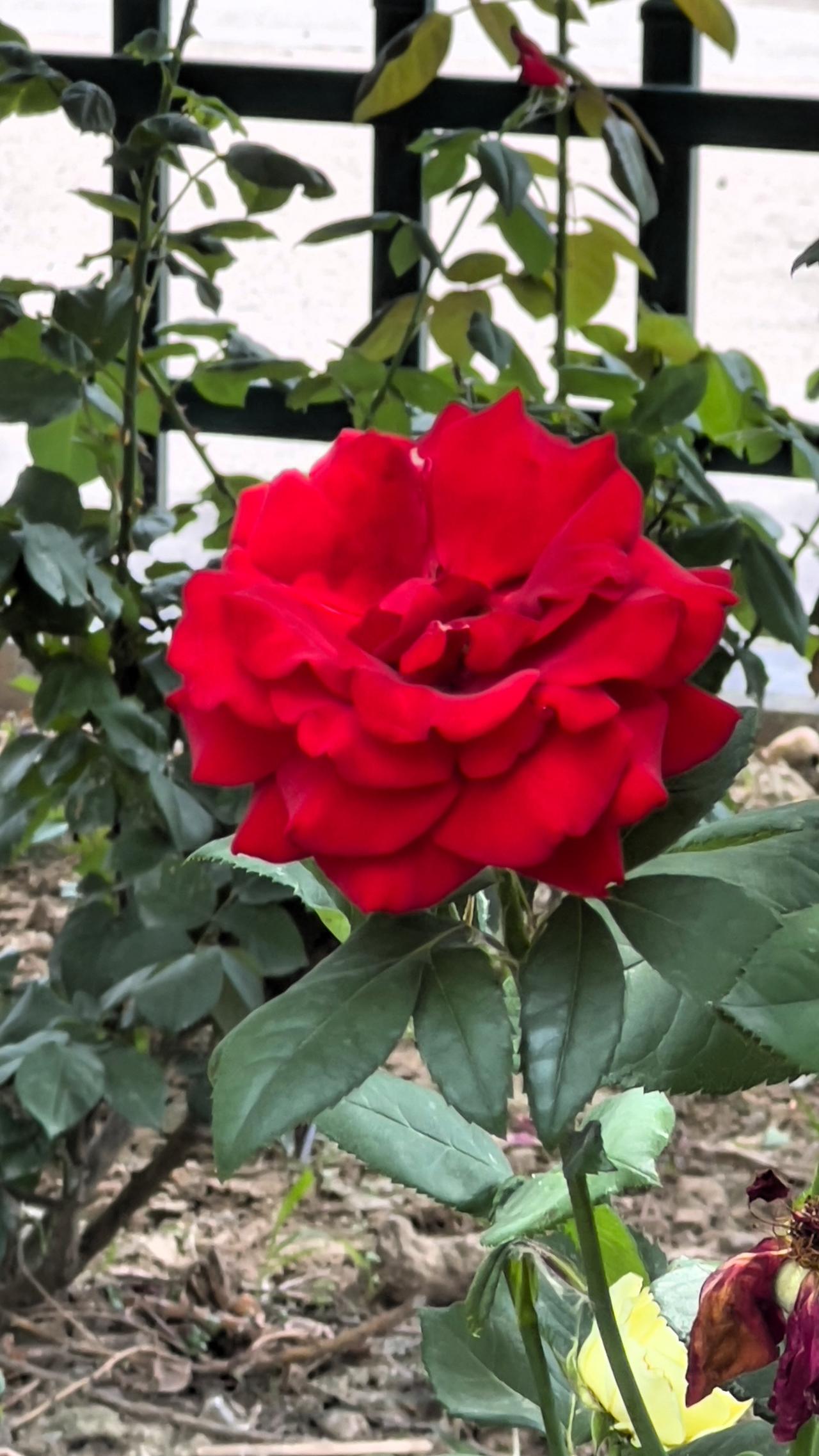 绝美花朵随手拍