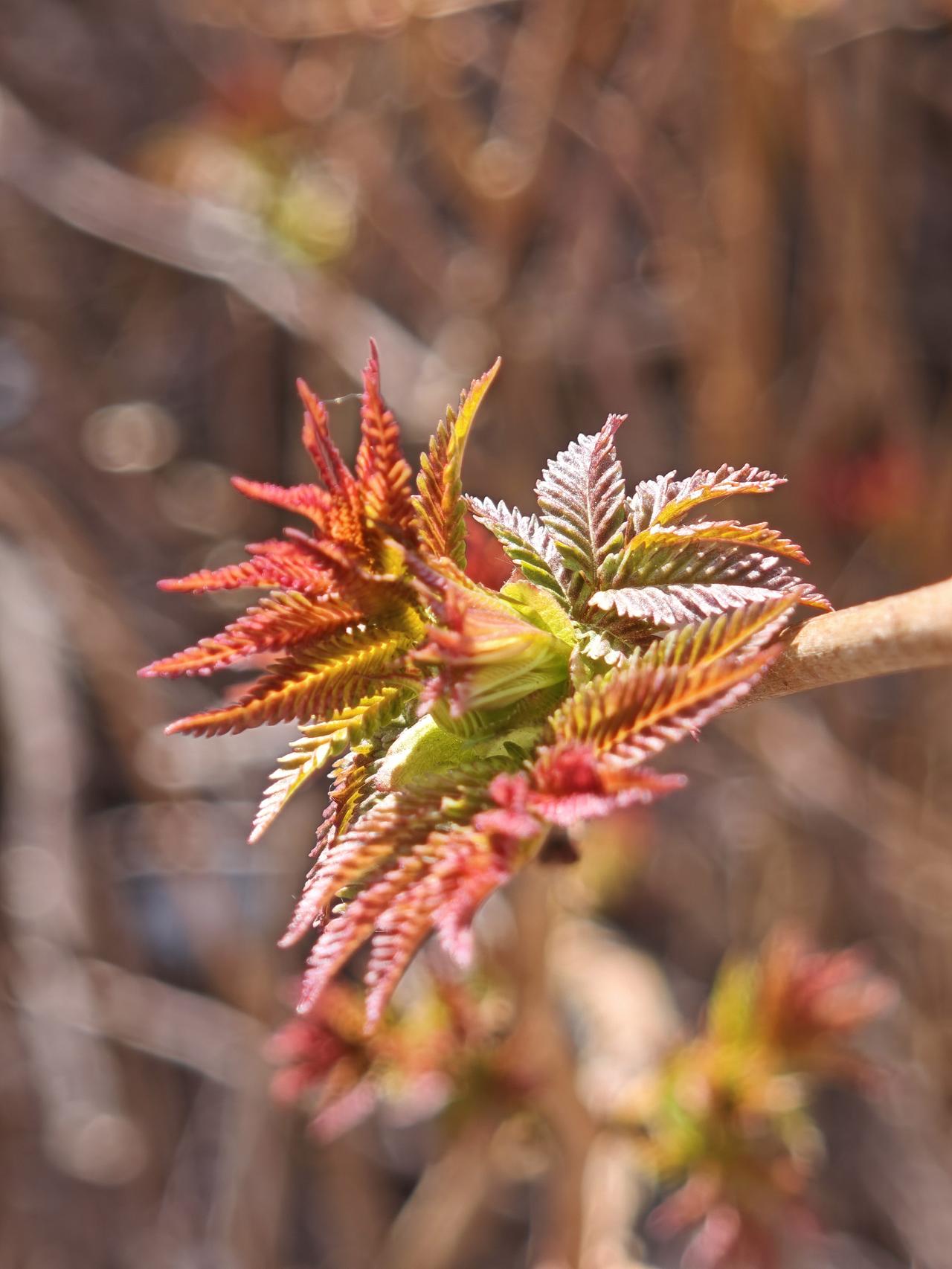 让我哭笑不得的是，竟然说图一，图二、图三是香椿芽？这就是我手机扫一扫扫出的结果。