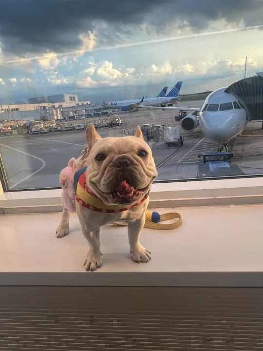 服务犬在飞机上光让我给它服务了