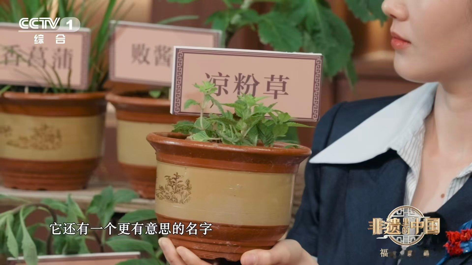 来闽南才知道，草药藏在日常里！路边的马齿苋、沟边的蒲公英，随手采来能做菜、能煮水