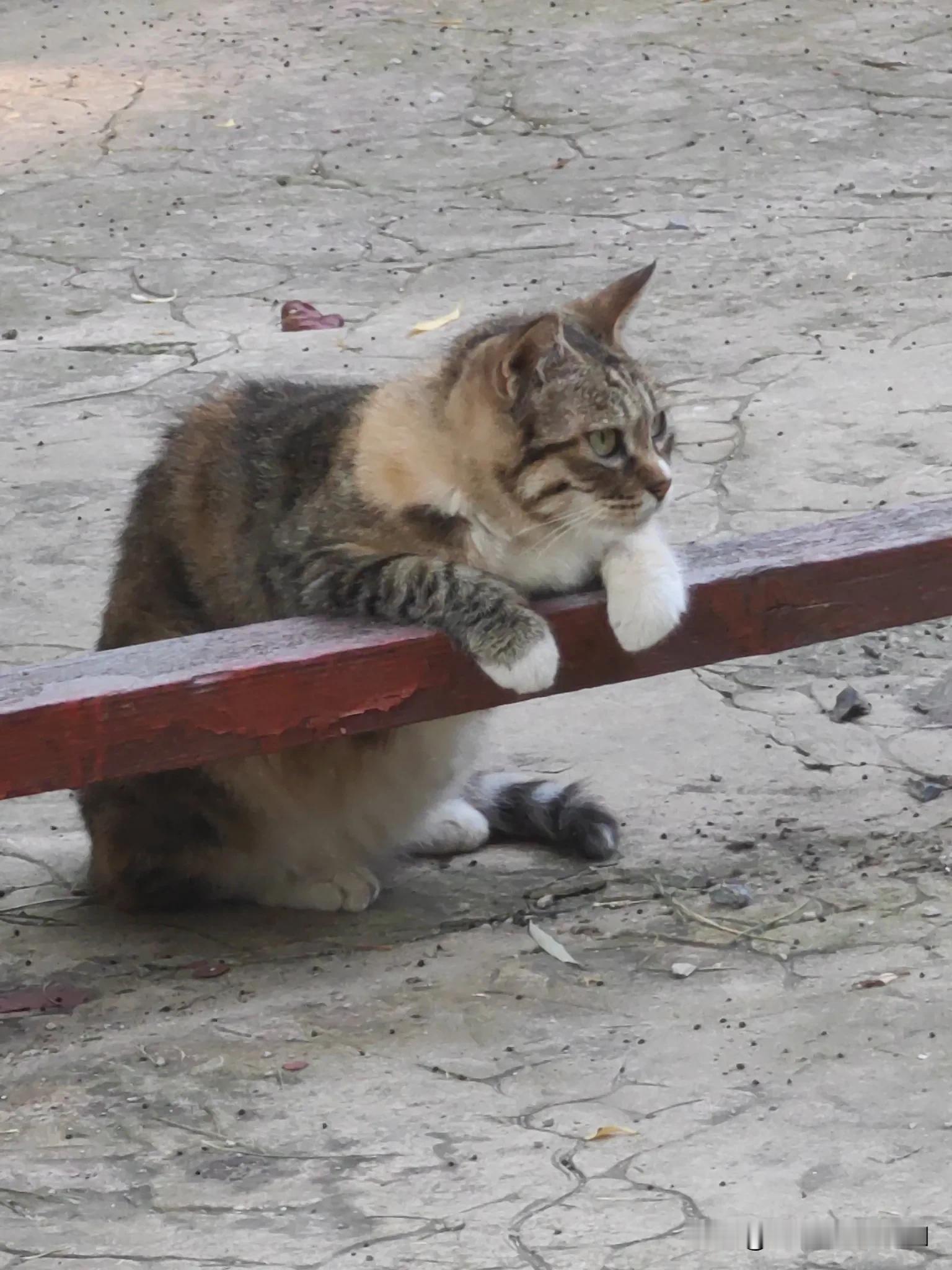 清晨趴在栏杆上翘首企盼喂猫人的猫猫[星星眼]好可爱！​​​