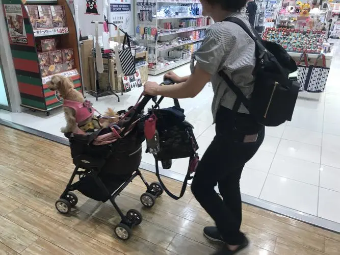 年轻人为什么把宠物当孩子养