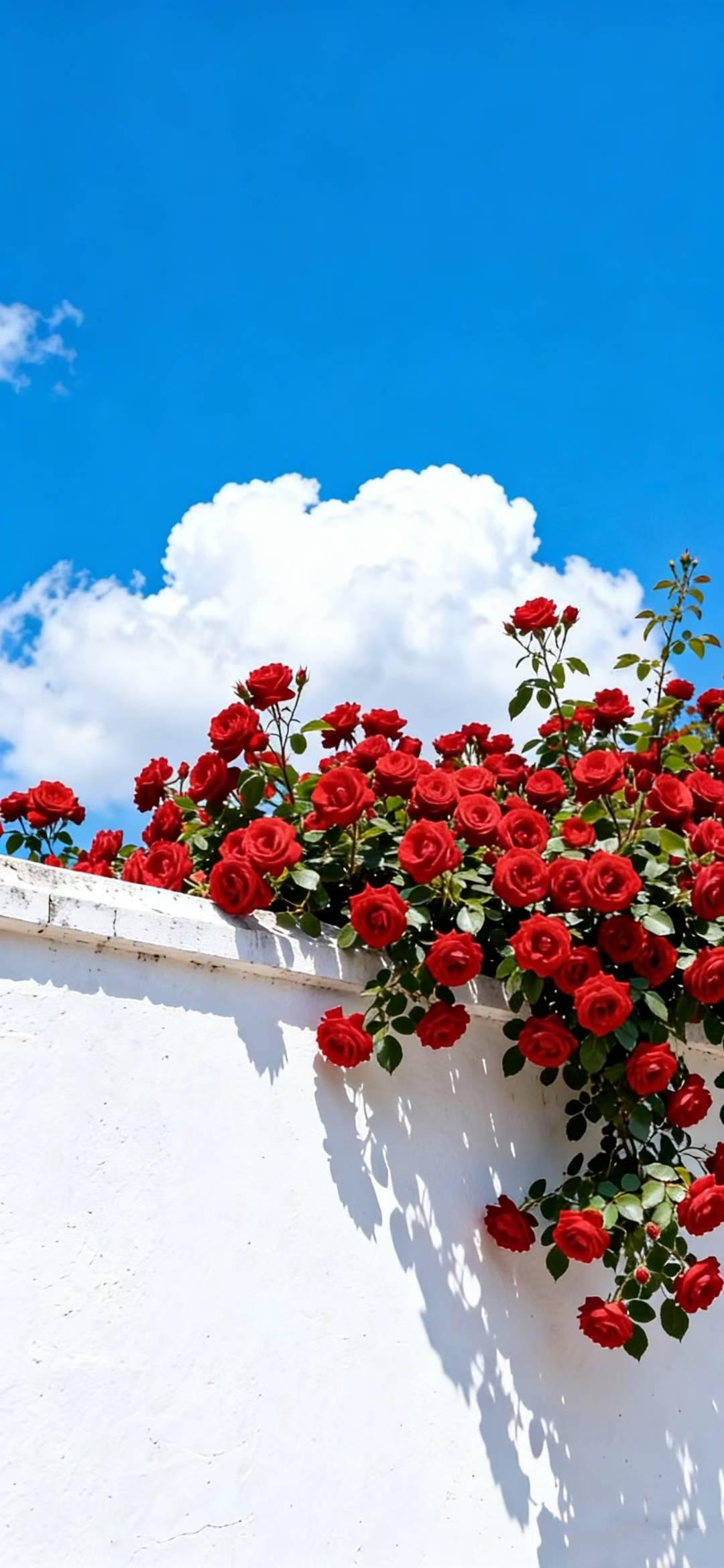 红玫瑰盛开在蓝天白云下，浪漫至极！🌹🌤️