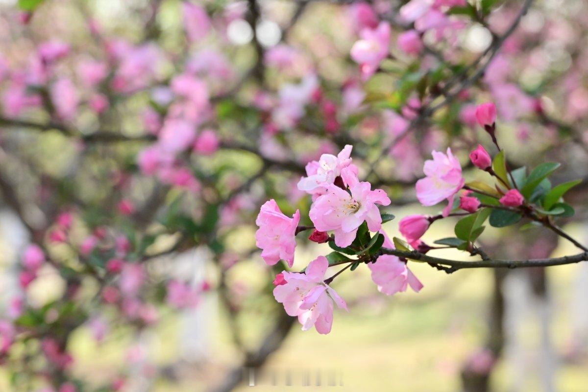 接下来的宁波绝美 宁波春日“十二花神”将次第绽放，涵盖梅、樱、玉兰等十二种花卉，