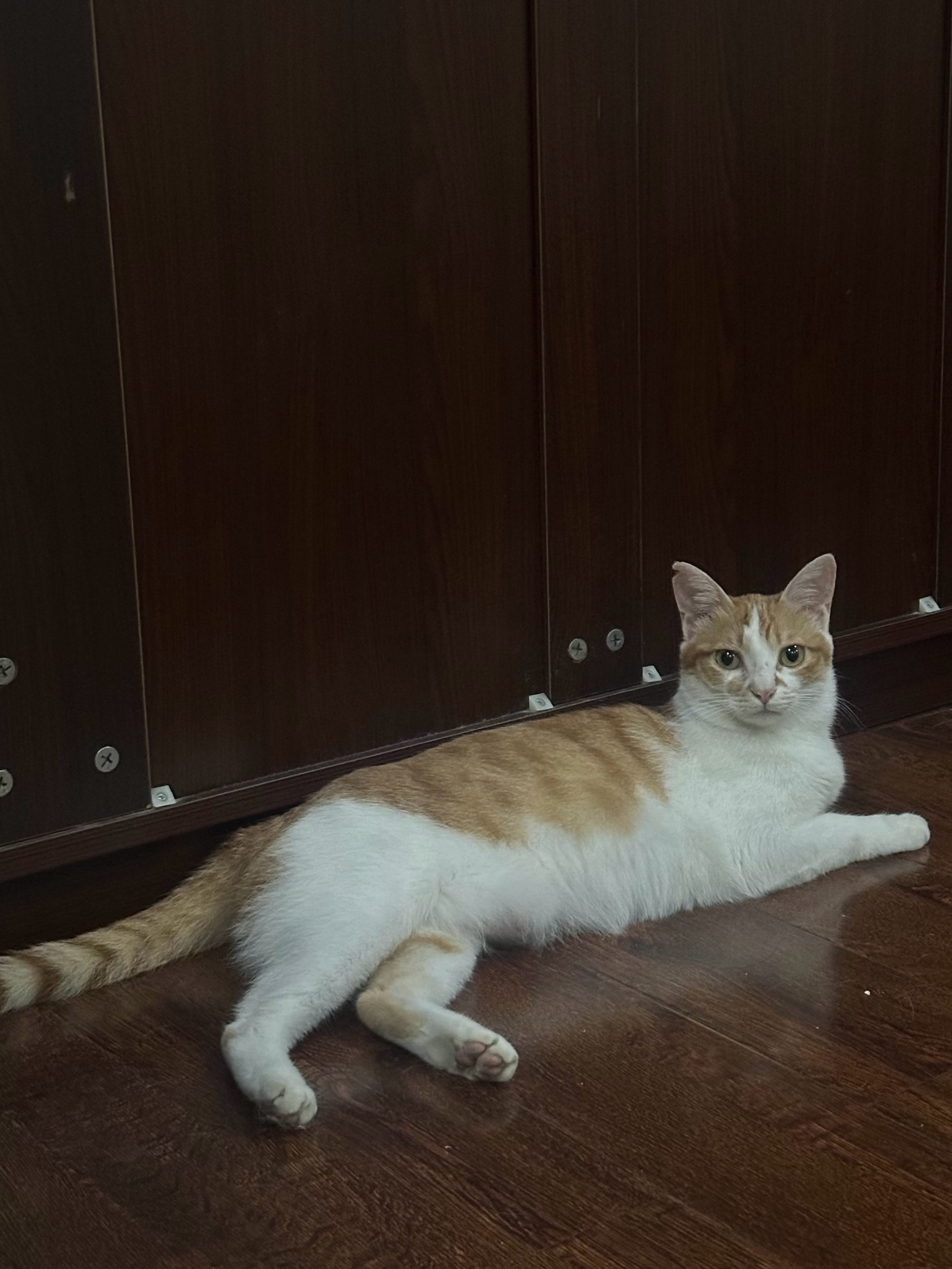 小猫小羊 