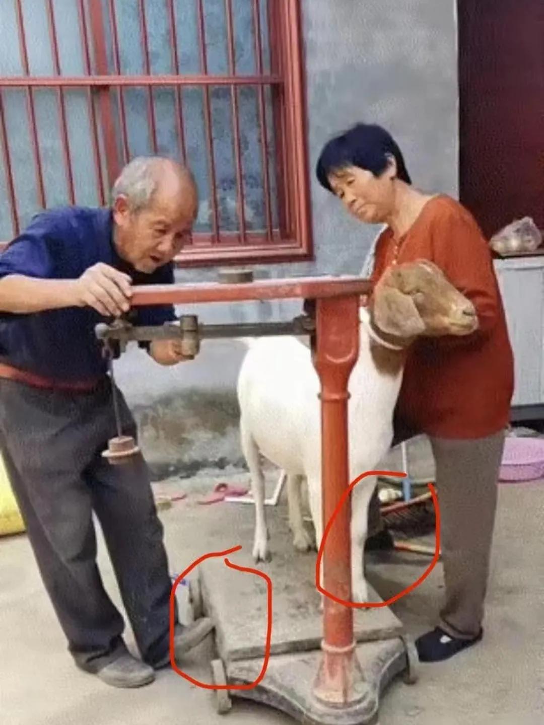 好像跟羊已经关系不大了！