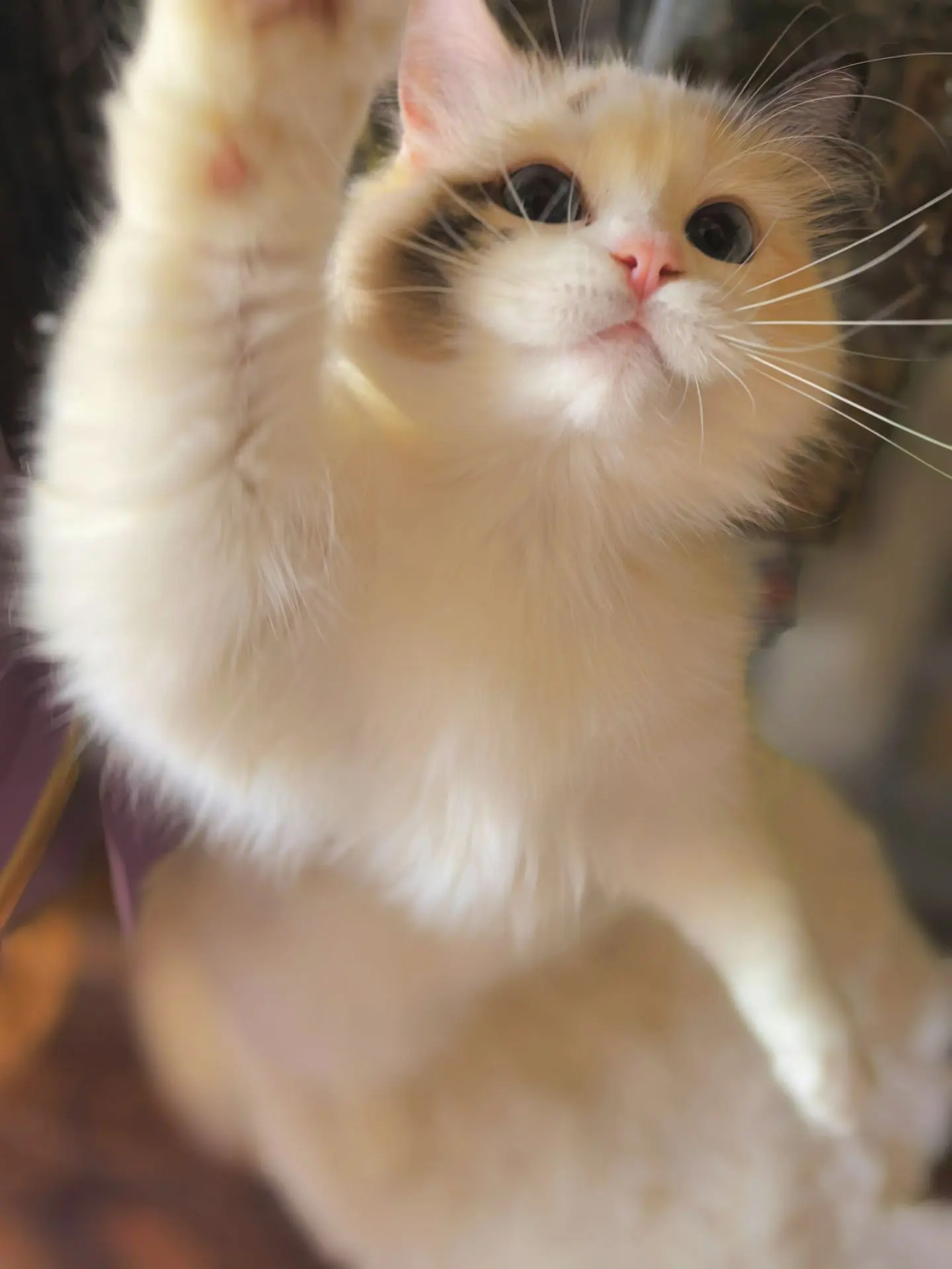 招财小秃猫，哈哈哈哈哈🤣