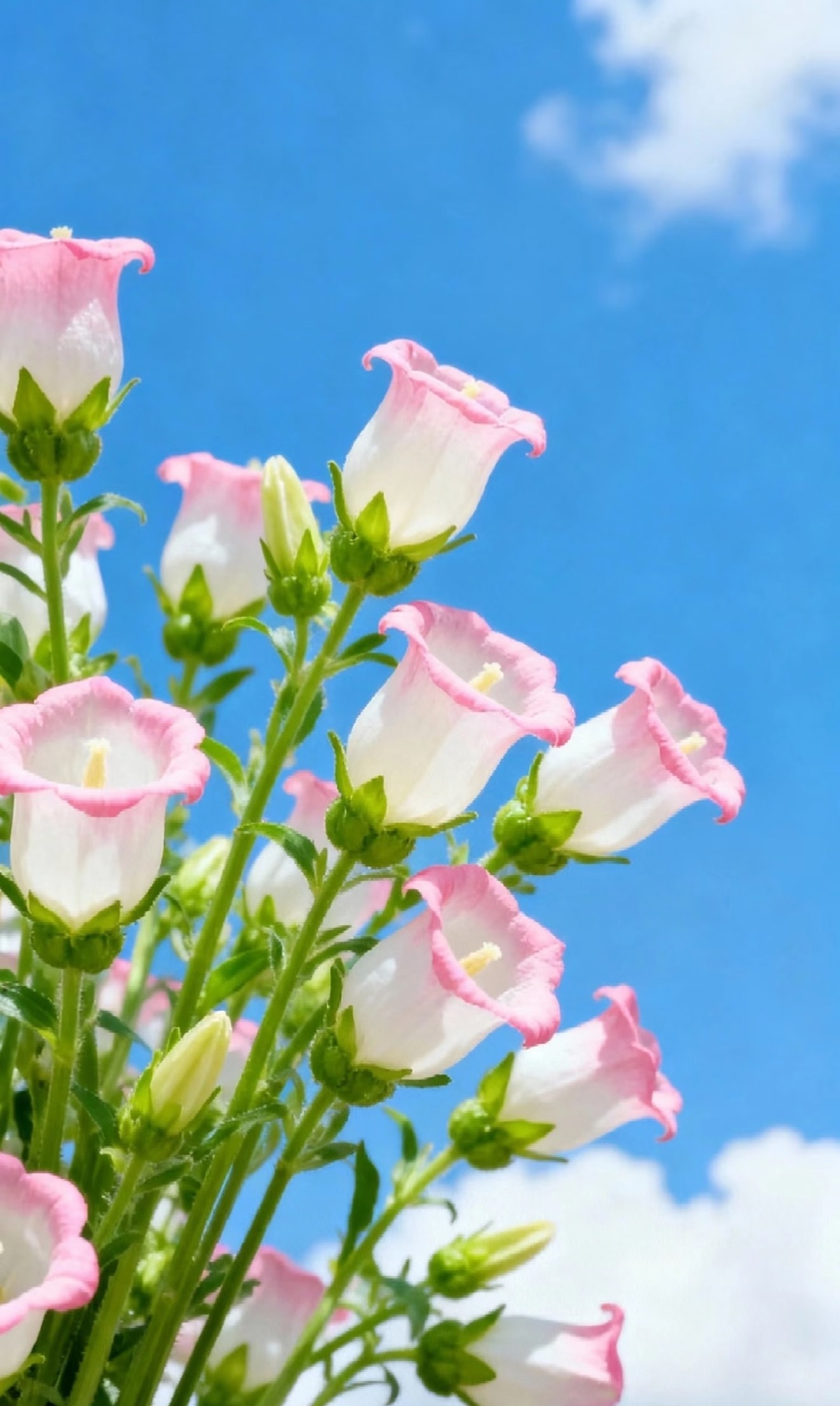 人生没有如果幸福没有满分用顺其自然的态度过随遇而安的生活 