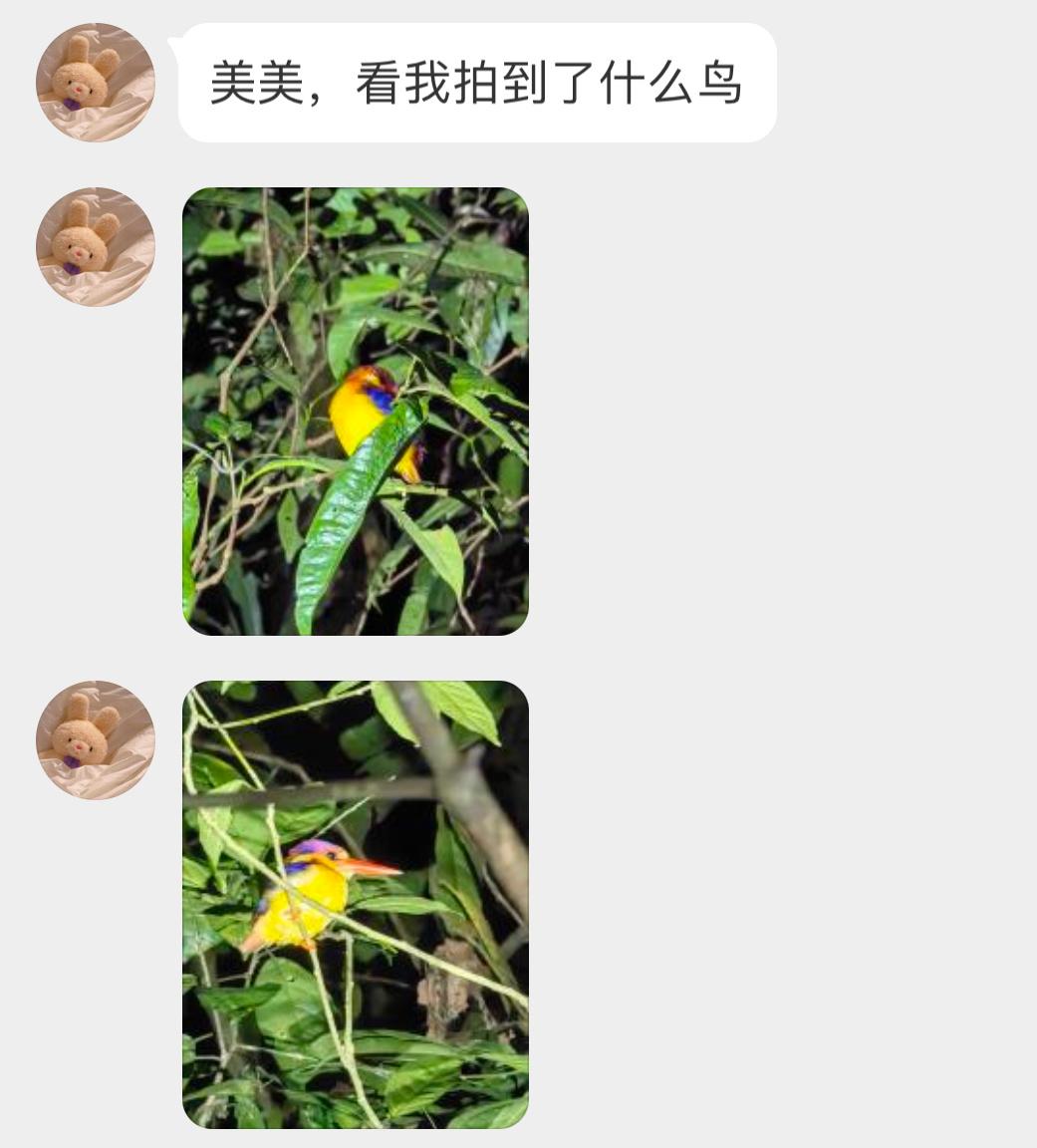 #鸟粉投稿# 坐标：加里曼丹岛🏖️在树上睡觉觉的【三趾翠鸟】头塞翅膀下面取暖[
