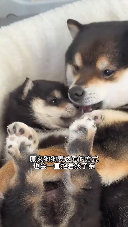 自从做了妈妈，它就不再贪玩了，出去上完厕所就急着回屋。我不知道它可以溢出如此多的