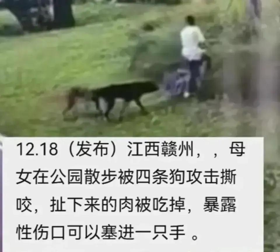 这不是狗咬人，这是狗想吃人！12月17日，江西赣州章贡区滨江公园，4条未牵绳恶犬