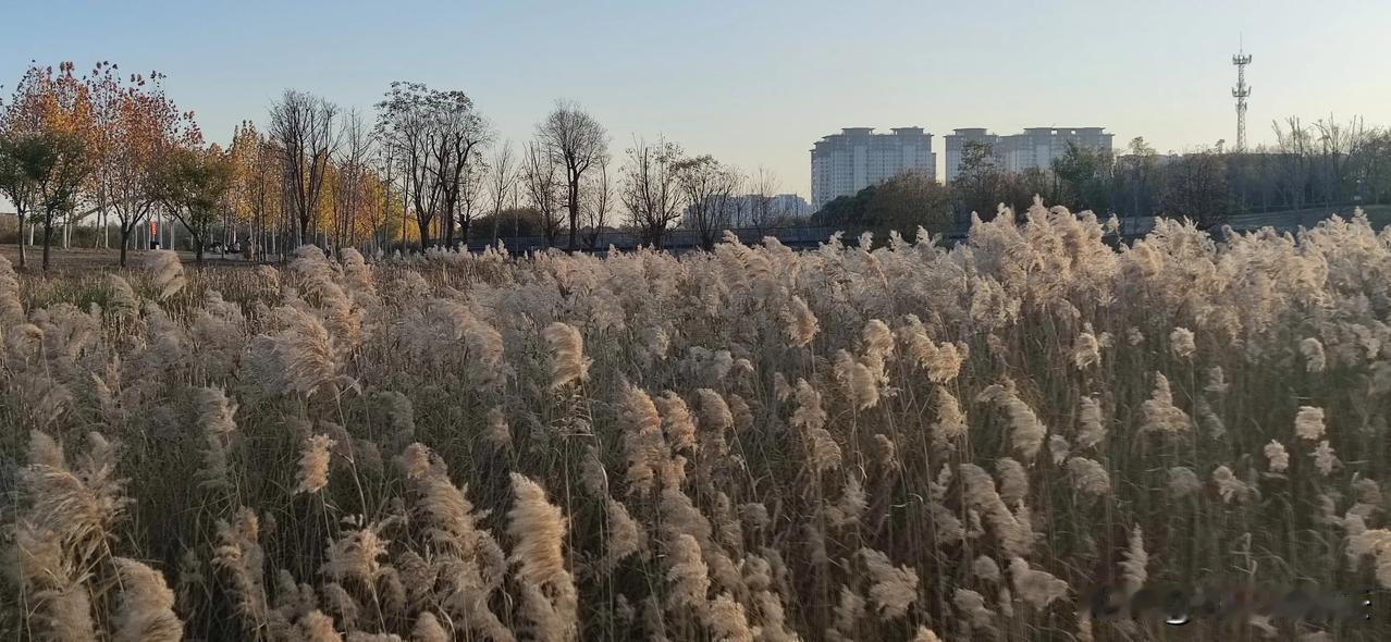 蒹葭苍苍，白露为霜。所谓伊人，在水一方。
