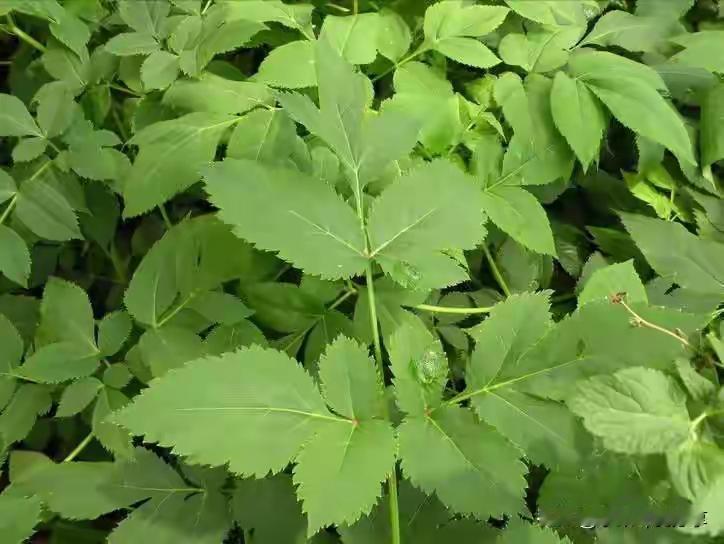 川芎的传说：药材中的英雄

很久很久以前，在一个偏远的山村里，住着一位善良的药师